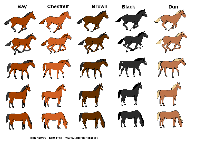 Horses 1: Colored Horses (5) w/ no Rider - Bay, Chestnut, Brown, Black, Dun