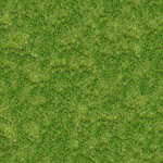 Grass Texture