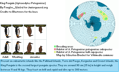 King Penguin (Aptenodytes patagonicus)